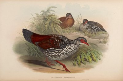 Galloperdix zeylonensis = Galloperdix bicalcarata door John Gould